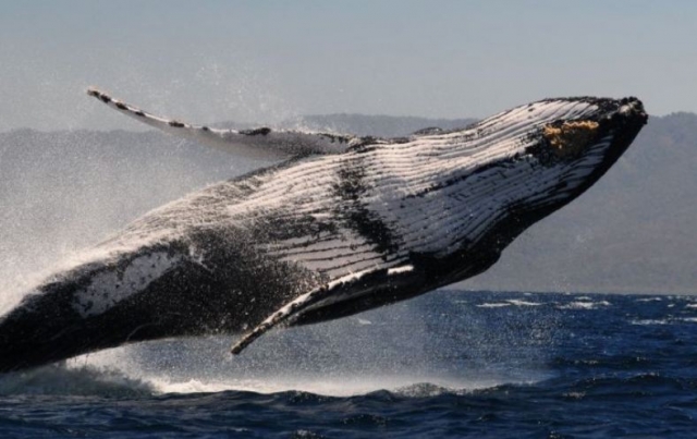 Un espectaculo natural